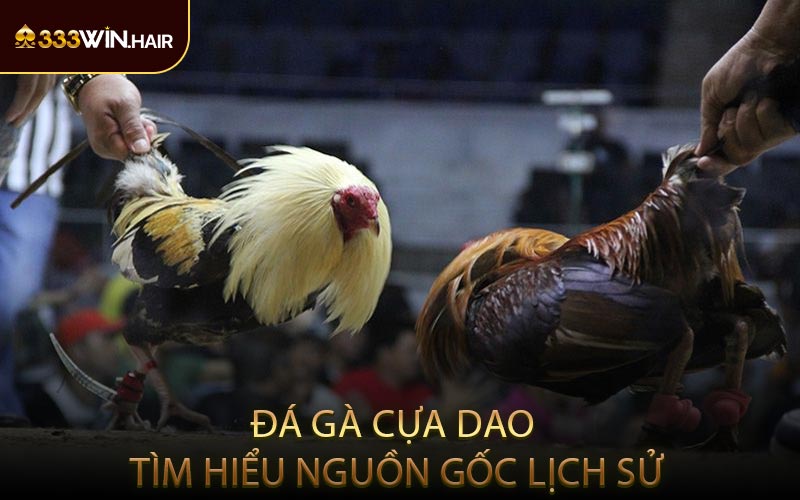 Đá Gà Cựa Dao Tìm Hiểu Nguồn Gốc Lịch Sử