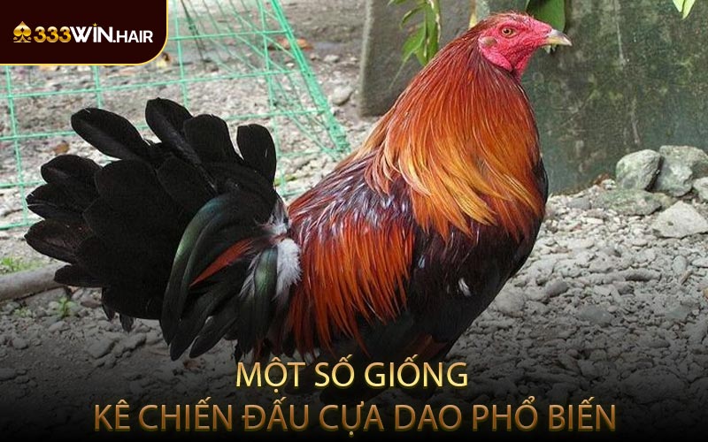 Một Số Giống Kê Chiến Đấu Cựa Dao Phổ Biến